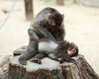 fotografia, material, livra, ajardine, imagine, proveja fotografia,Beb do macaco Japons, , , , 