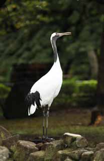 Foto, materieel, vrij, landschap, schilderstuk, bevoorraden foto,Rode-crowned crane, , , , 