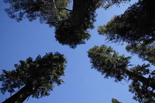 Foto, materiell, befreit, Landschaft, Bild, hat Foto auf Lager,Zum blauen Himmel bei der trockenen Jahreszeit, Baum, blauer Himmel, Wald, Nadelbaum