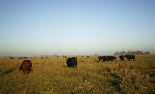 fotografia, materiale, libero il panorama, dipinga, fotografia di scorta,Citt natale di manzo americano, ranch, vacca, Grass, fattoria