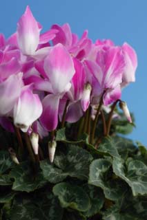 photo,material,free,landscape,picture,stock photo,Creative Commons,Pink cyclamen, cyclamen, petal, leaf, potted plant