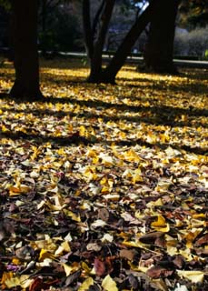 photo,material,free,landscape,picture,stock photo,Creative Commons,A dance of dead leaves, The ground, ginkgo, Fallen leaves, 