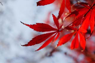 photo,material,free,landscape,picture,stock photo,Creative Commons,Autum leaf is deep red, Colored leaves, Maple, Fallen leaves, tree