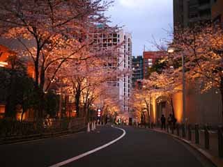 Foto, materieel, vrij, landschap, schilderstuk, bevoorraden foto,Roppongi Sakura-zaka, , , , 