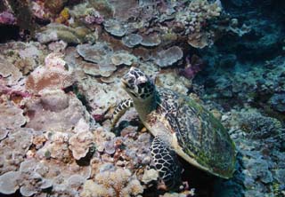 foto,tela,gratis,paisaje,fotografa,idea,Despertar de una tortuga marina, Seturtle, , , Coral