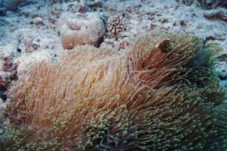, , , , ,  ., plain sea anemone., anemone , Nimmo, , underwater 