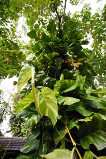 , , , , ,  ., ivy -arum., -arum, houseplant, jungle, 