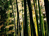 photo,material,free,landscape,picture,stock photo,Creative Commons,Flashed bamboo trees, , , , 