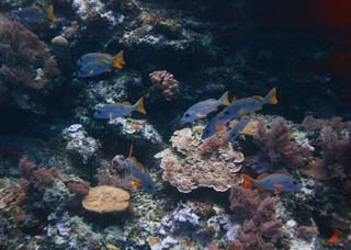 photo,material,free,landscape,picture,stock photo,Creative Commons,A coral reef and tropical fish, Tropical fish, , Coral, 