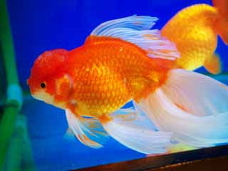 photo,material,free,landscape,picture,stock photo,Creative Commons,Goldfish, , , , 