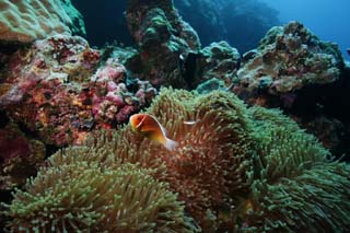 photo,material,free,landscape,picture,stock photo,Creative Commons,Greetings of an anemone fish, anemone fish, Nimmo, , seanemone