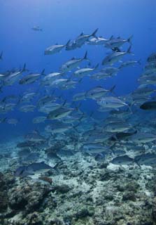 photo,material,free,landscape,picture,stock photo,Creative Commons,A school of horse mackerels, The sea, horse mackerel, , School of fish