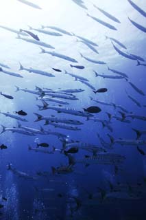 photo,material,free,landscape,picture,stock photo,Creative Commons,A school of barracuda, The sea, Great barracuda, barracuda, School of fish