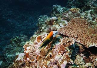 Foto, materieel, vrij, landschap, schilderstuk, bevoorraden foto,Een vis van een monochroom oranje, Korale klip, Koraal, In de zee, Onderwatere foto