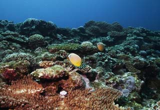 photo, la matire, libre, amnage, dcrivez, photo de la rserve,Poisson tropique d'un rcif corail, rcif corail, Corail, Dans la mer, photographie sous-marine