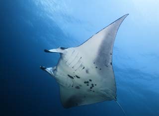 photo,material,free,landscape,picture,stock photo,Creative Commons,A flight of a manta, manta, ray, In the sea, underwater photograph