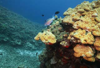 Foto, materieel, vrij, landschap, schilderstuk, bevoorraden foto,Tropische vis van een koraal rif, Korale klip, Koraal, In de zee, Onderwatere foto