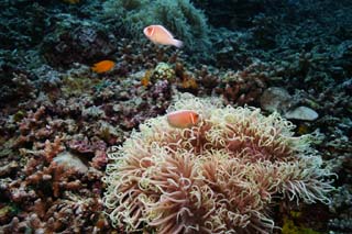 photo,material,free,landscape,picture,stock photo,Creative Commons,Hana handbill anemone fish, , anemone fish, seanemone, underwater photograph