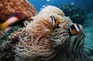 photo,material,free,landscape,picture,stock photo,Creative Commons,An anemone fish, coral reef, Coral, In the sea, underwater photograph