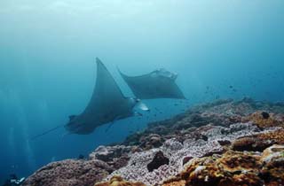 photo,material,free,landscape,picture,stock photo,Creative Commons,It is a rendezvous in a coral reef, manta, Coral, In the sea, underwater photograph