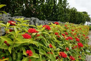 photo,material,free,landscape,picture,stock photo,Creative Commons,There is rouge, and it is flower and Ishigaki, Ishigaki, Structure, stone, volcano