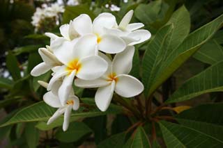 photo,material,free,landscape,picture,stock photo,Creative Commons,A flower of a frangipani, frangipani, The tropical zone, flower, White