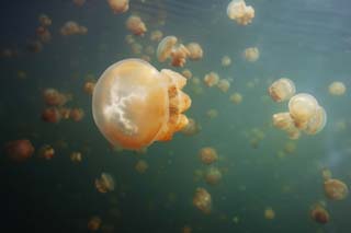 fotografia, materiale, libero il panorama, dipinga, fotografia di scorta,Andando alla deriva di una medusa, medusa, , , 