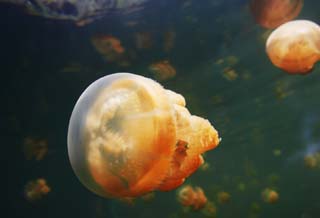 Foto, materieel, vrij, landschap, schilderstuk, bevoorraden foto,De jellyfish wereld, Kwal, , , 