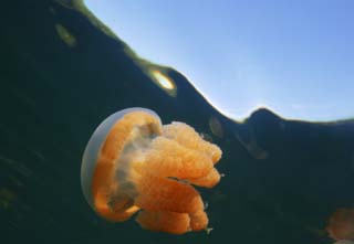 photo,material,free,landscape,picture,stock photo,Creative Commons,It is empty with a jellyfish, jellyfish, , , 