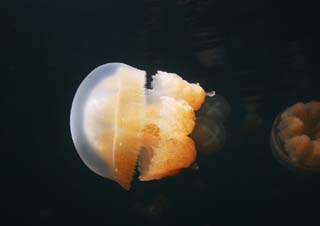 photo,material,free,landscape,picture,stock photo,Creative Commons,A kite jellyfish, jellyfish, , , 