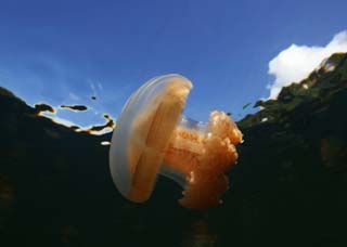 photo,material,free,landscape,picture,stock photo,Creative Commons,Jellyfish swimming, jellyfish, , , 