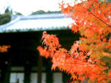photo,material,free,landscape,picture,stock photo,Creative Commons,Maple and Eikando (Zenrinji Temple), autumn leaves, , , 
