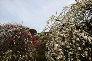 photo,material,free,landscape,picture,stock photo,Creative Commons,A plum in full glory, plum garden, plum, , petal