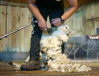 photo,material,free,landscape,picture,stock photo,Creative Commons,Sheep shearing, , , , 