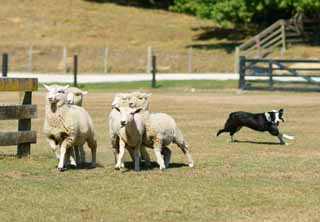 photo,material,free,landscape,picture,stock photo,Creative Commons,Sheep dogs in Sheep, , , , 
