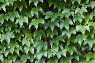 photo,material,free,landscape,picture,stock photo,Creative Commons,One ivy, ivy, Ivy, , 