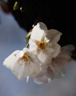 foto,tela,gratis,paisaje,fotografa,idea,Primavera de uno cerezo de Yoshino, Cerezo, , , Cerezo de Yoshino