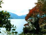 photo,material,free,landscape,picture,stock photo,Creative Commons,Autumn leaves on Chuzenji Lake, , , , 