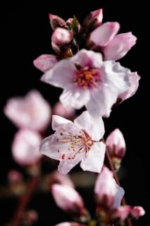 photo,material,free,landscape,picture,stock photo,Creative Commons,Peach blossom, peach, , petal, 
