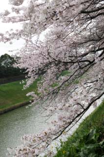 foto,tela,gratis,paisaje,fotografa,idea,Un cerezo para un foso, Cerezo, , , Cerezo de Yoshino