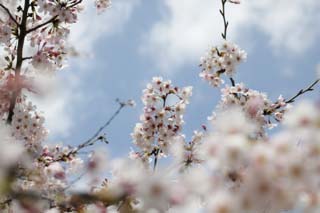 Foto, materiell, befreit, Landschaft, Bild, hat Foto auf Lager,Frhling eines Yoshino Kirschenbaumes, Kirschenbaum, , , Yoshino Kirschenbaum