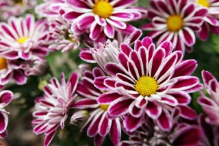photo,material,free,landscape,picture,stock photo,Creative Commons,Chrysanthemums, chrysanthemum, , I work, flower
