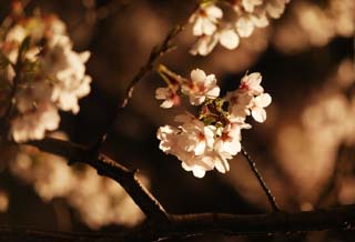 fotografia, material, livra, ajardine, imagine, proveja fotografia,Brilho de ir ver flores de cereja  noite, rvore de cereja, , , Yoshino cereja rvore