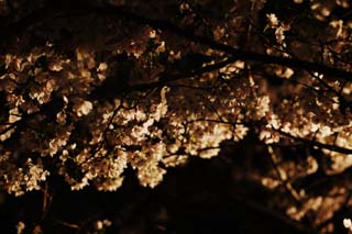 Foto, materieel, vrij, landschap, schilderstuk, bevoorraden foto,Brightness van gaand naar bezorg zijnen kers bloesems op de avond, Kers boom, , , Yoshino kers boom