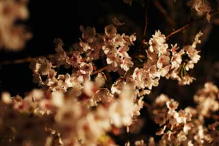 Foto, materieel, vrij, landschap, schilderstuk, bevoorraden foto,Brightness van gaand naar bezorg zijnen kers bloesems op de avond, Kers boom, , , Yoshino kers boom