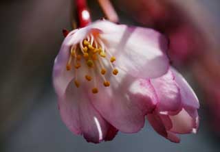 fotografia, materiale, libero il panorama, dipinga, fotografia di scorta,Primavera di un albero ciliegio e chino, Io appendo in gi, e  richiamo, albero ciliegio, , 
