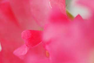 photo,material,free,landscape,picture,stock photo,Creative Commons,Love of sweet pea, Pink, Sweet pea, sweet pea, petal