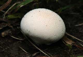 , , , , ,  ., ., mushroom, , , 