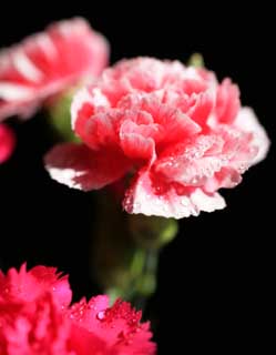 photo,material,free,landscape,picture,stock photo,Creative Commons,Pink of a carnation, carnation, bouquet, petal, Pink
