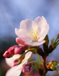 fotografia, materiale, libero il panorama, dipinga, fotografia di scorta,L'arrivo di primavera di un Yoshino albero ciliegio, albero ciliegio, , , Yoshino albero ciliegio